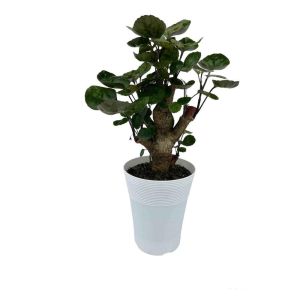 EVERBLOOM GROWERS, INC. 5 in. Fabian Aralia (Polyscias Scutellaria) Plant in Deco Pot